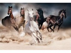 Foto paveikslas HORSES